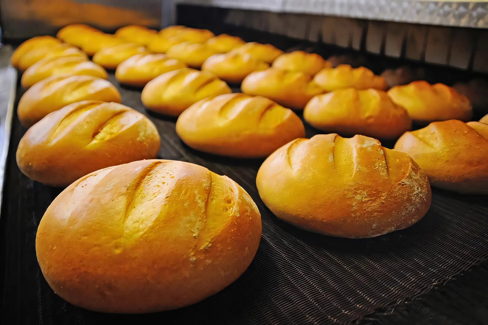 Freshly baked bread rolls on an industrial bakery conveyor